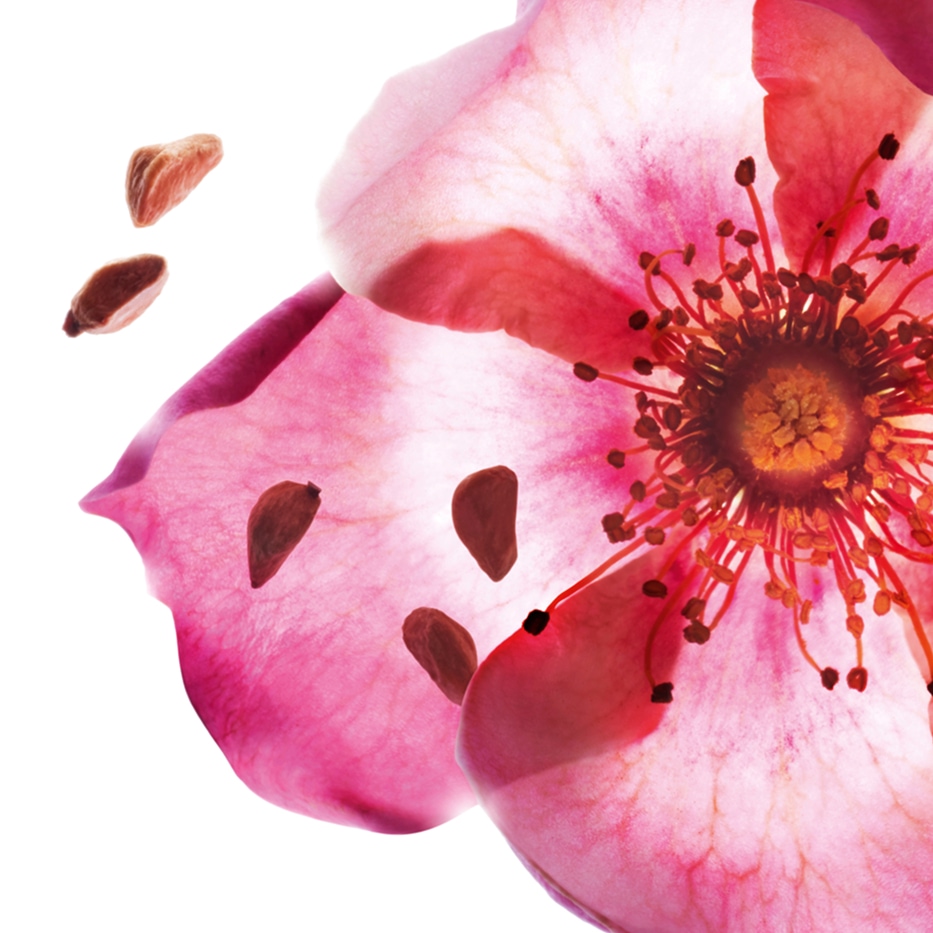 Weinrose-Biologisches Weinrosen&ouml;l-Rosa rubiginosa seed oil