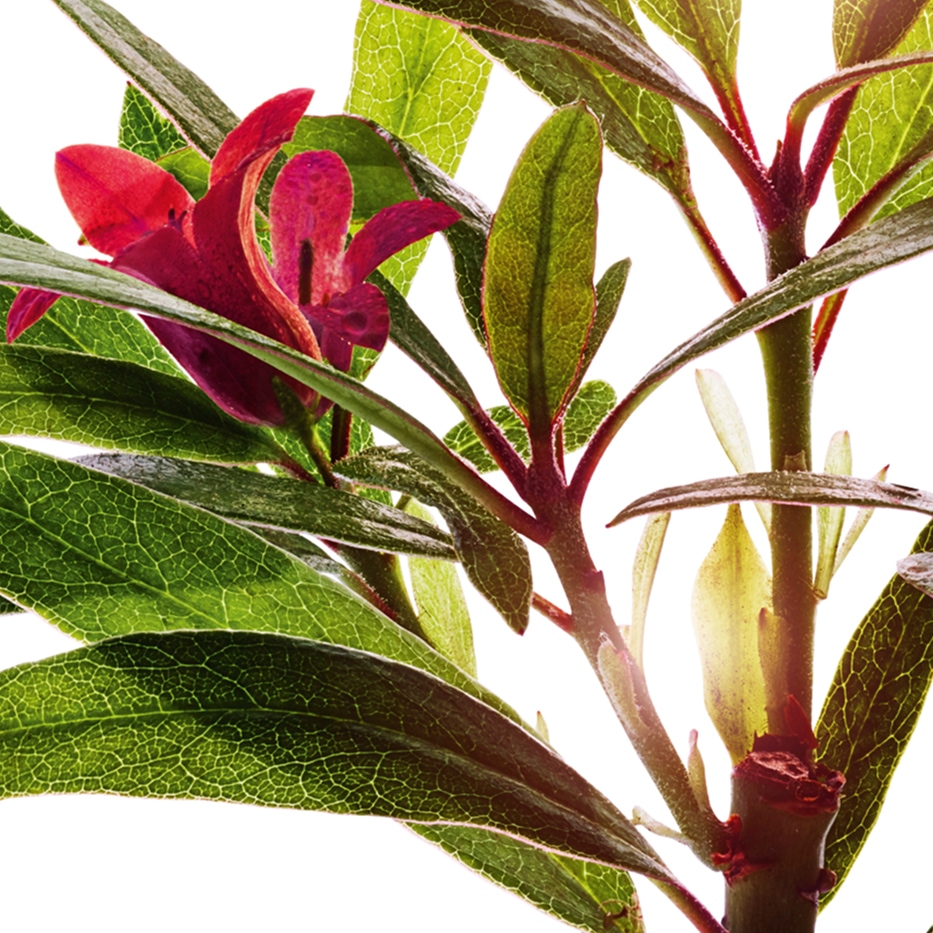 Alpenrosen Extrakt-Rostbl&auml;ttrige-Extrakt-Rhododendron ferrugineum extract