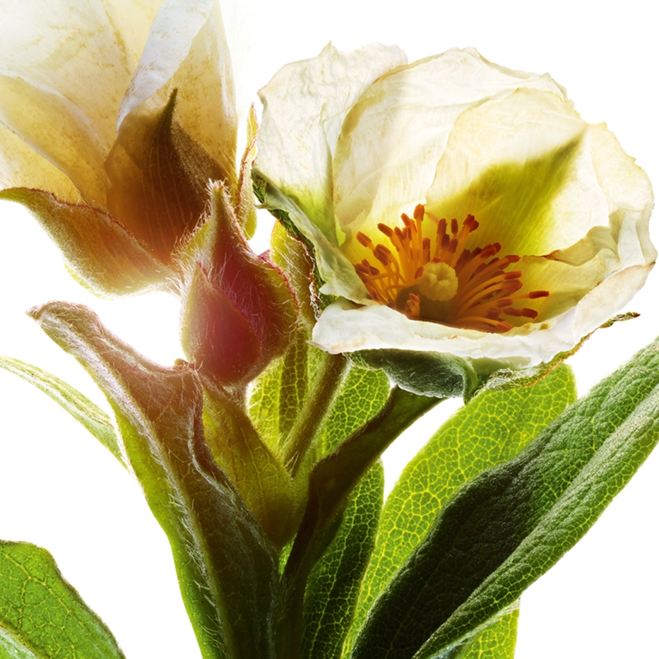 Montpellier-Zistrose-Biologischer Extrakt der Montpellier-Zistrose-Cistus monspeliensis extract
