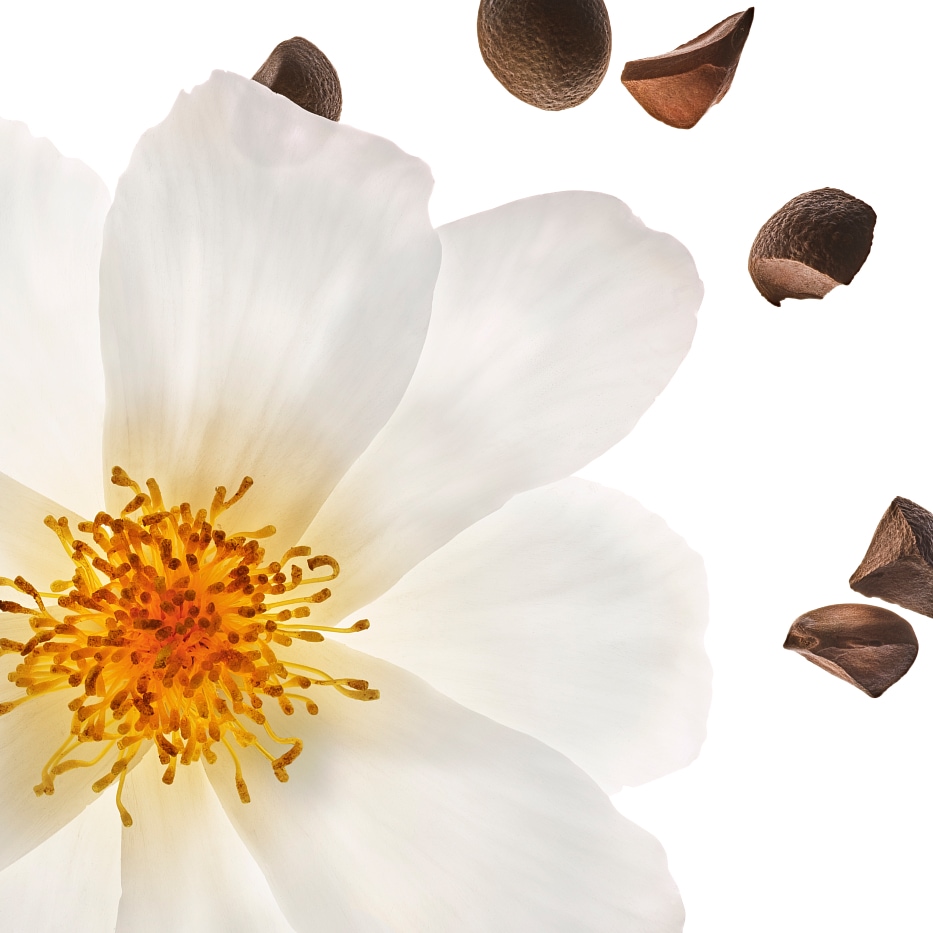 Kamelie-Biologisches Kamelienöl-Camellia oleifera seed oil