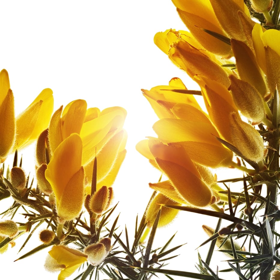Stechginster-Biologischer Stechginster-Extrakt-Ulex europaeus leaf/root/stem extract