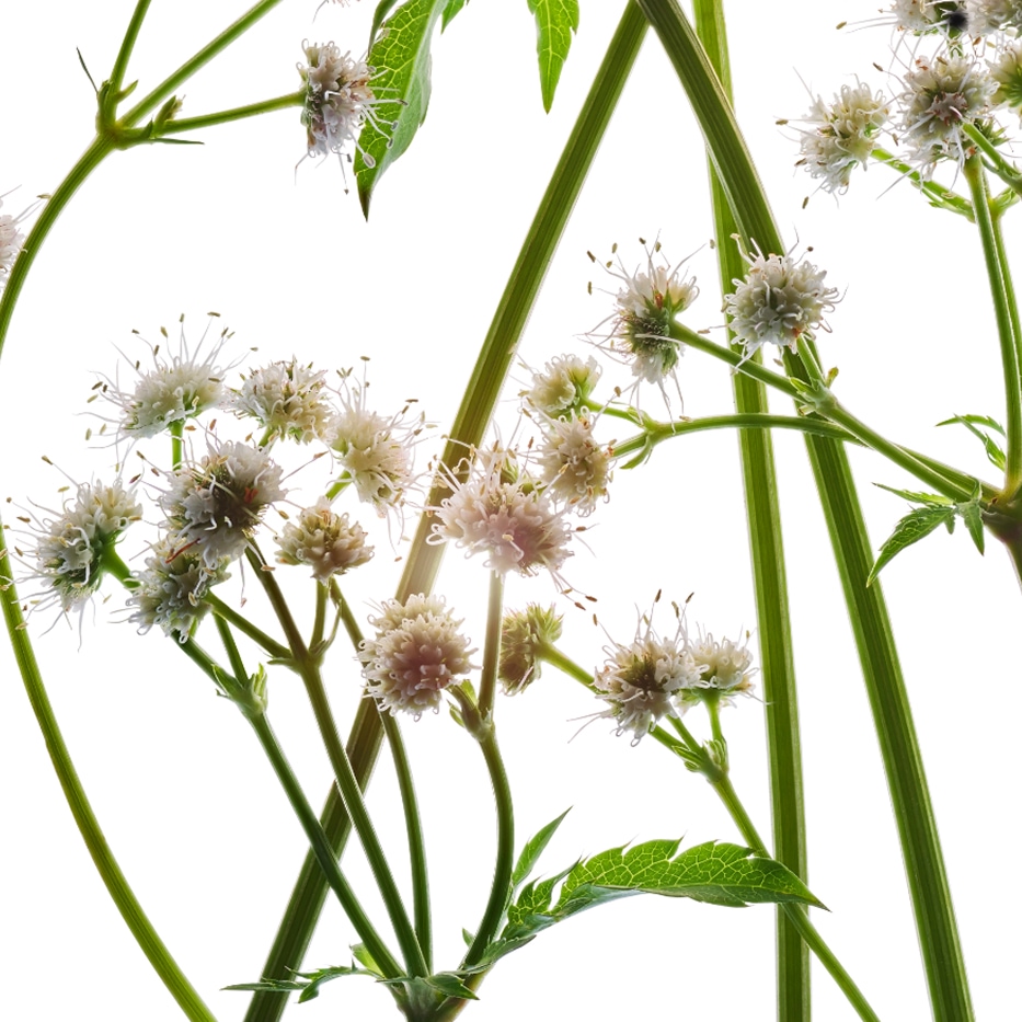 Sanikel-Biologischer Sanikel-Extrakt-Sanicula europaea extract