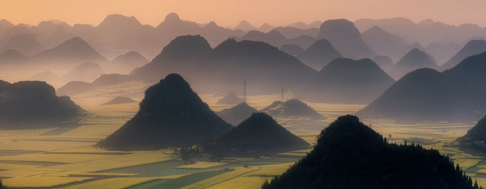 Starpflanze der traditionellen chinesischen Medizi