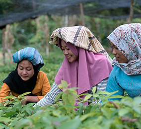 Foto von Frauen bei der Arbeit in Reisfeldern
