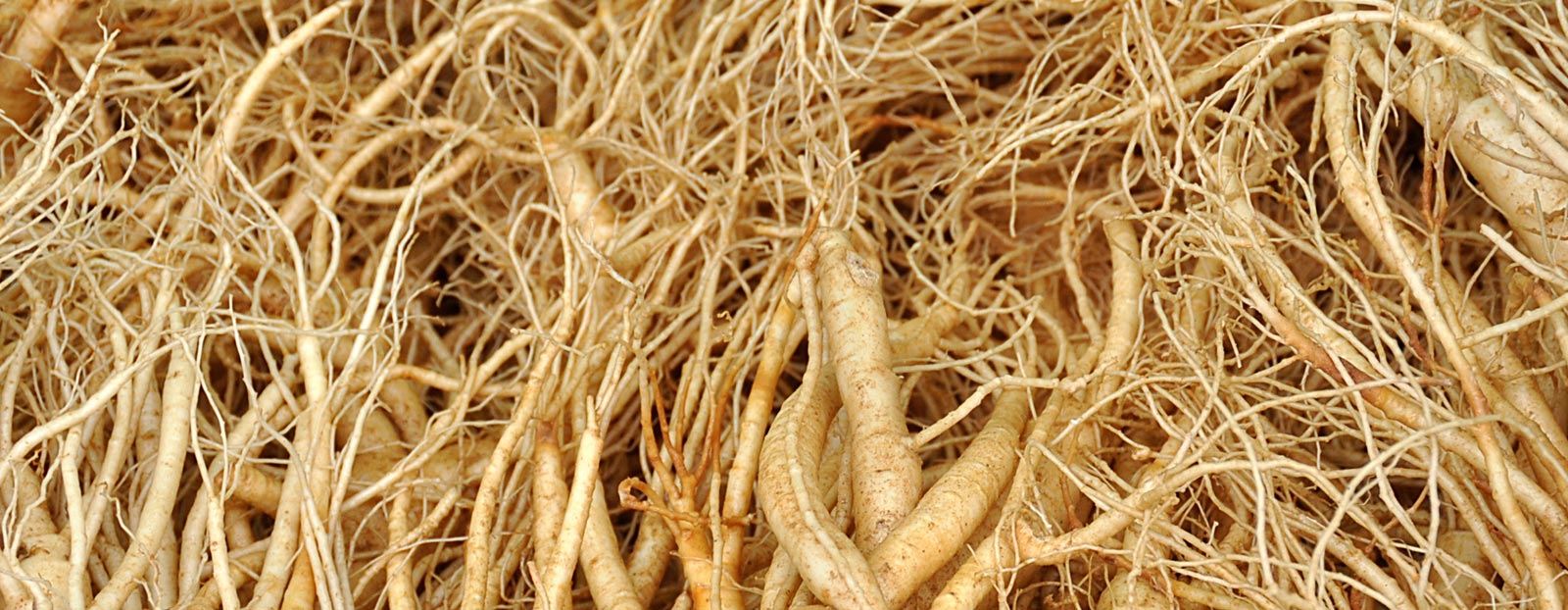 Entdecken Sie die wohltuende Wirkung des Ginseng in …