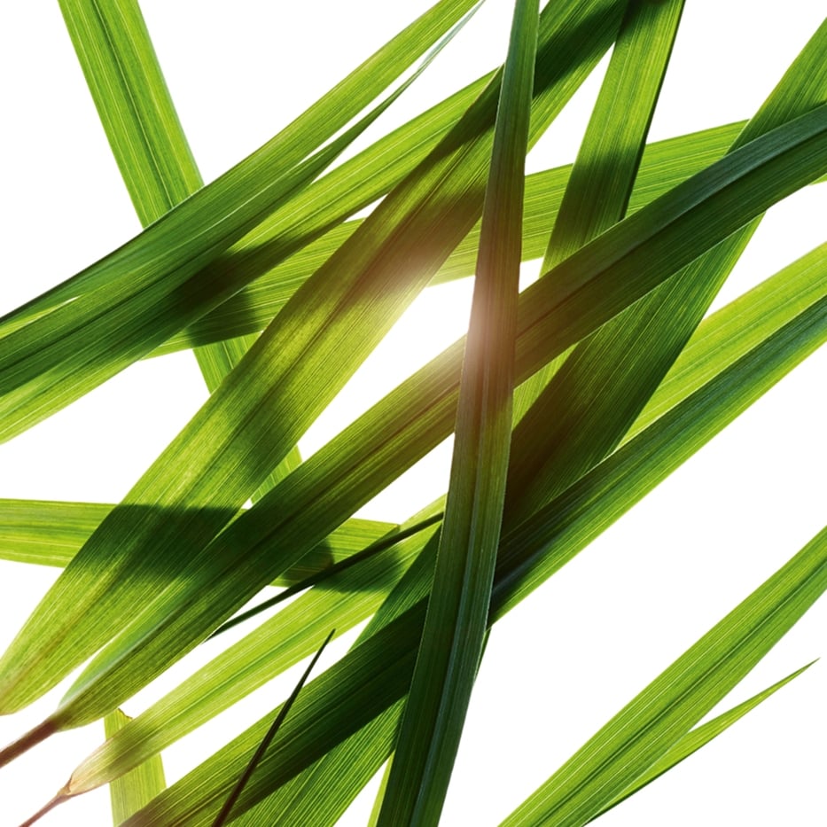 Bisongras-Bisongras-Extrakt (Pflanze aus biologischem Anbau)-Hierochloe odorata extract