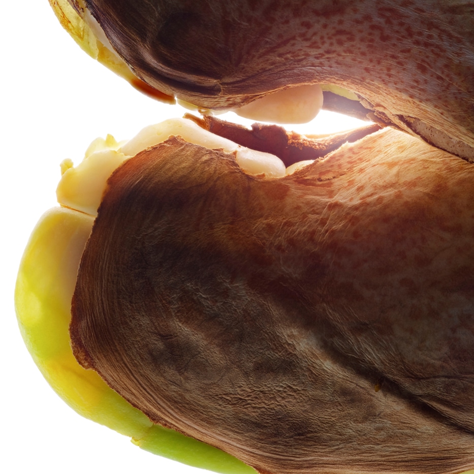 Wilder Mangobaum-wilde Mango-Butter-Irvingia gabonensis kernel butter