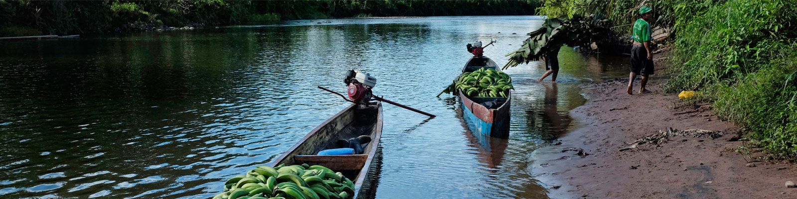 Nächstes Ziel: Bananenstaude