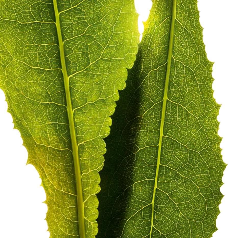 Zichorie-Zichorie-Extrakt-Cichorium intybus (chicory) leaf extract