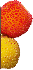 Frucht des Erdbeerbaums