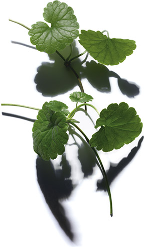 Centella asiatica