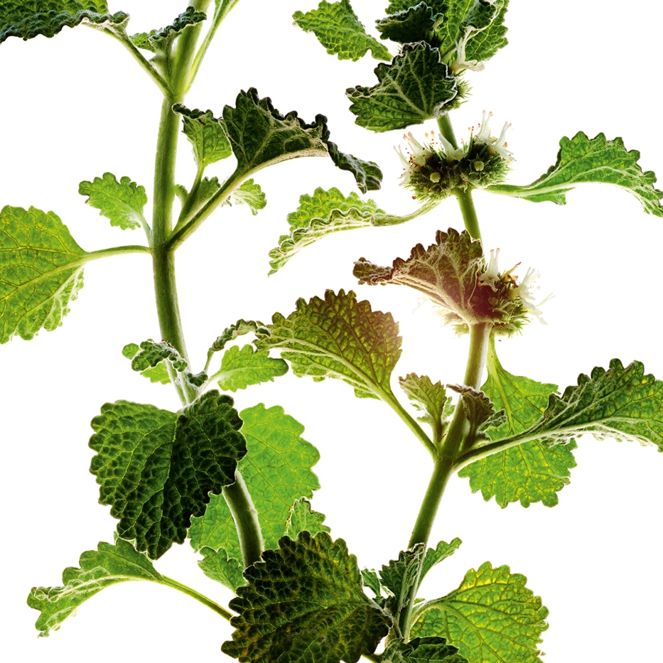 Wei&szlig;er Andorn-Biologischer Extrakt aus Wei&szlig;em Andorn-Marrubium vulgare extract