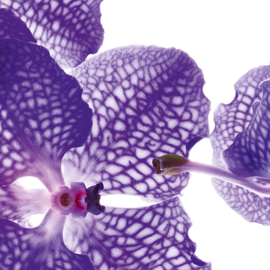 Blaue Orchidee-Extrakt aus Blauer Orchidee-Orchid extract,vanda coerulea extract