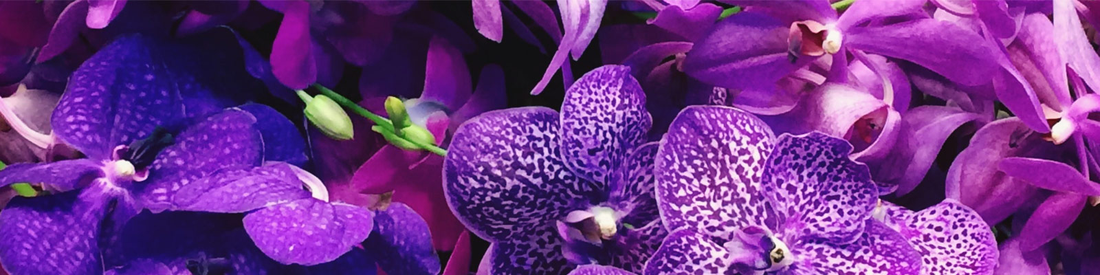 Blaue Orchidee