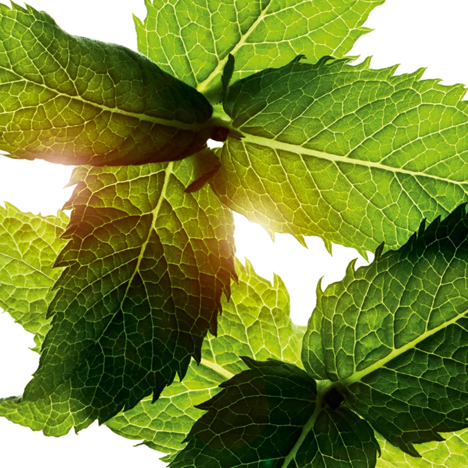 Ackerminze-&Auml;therisches &Ouml;l der Ackerminze-Mentha arvensis leaf oil