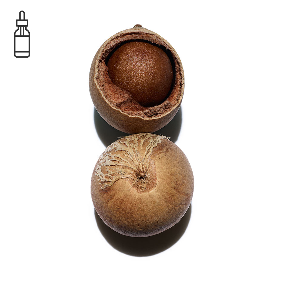Tamanu-Baum-Biologisches Tamanuöl-Calophyllum inophyllum seed oil