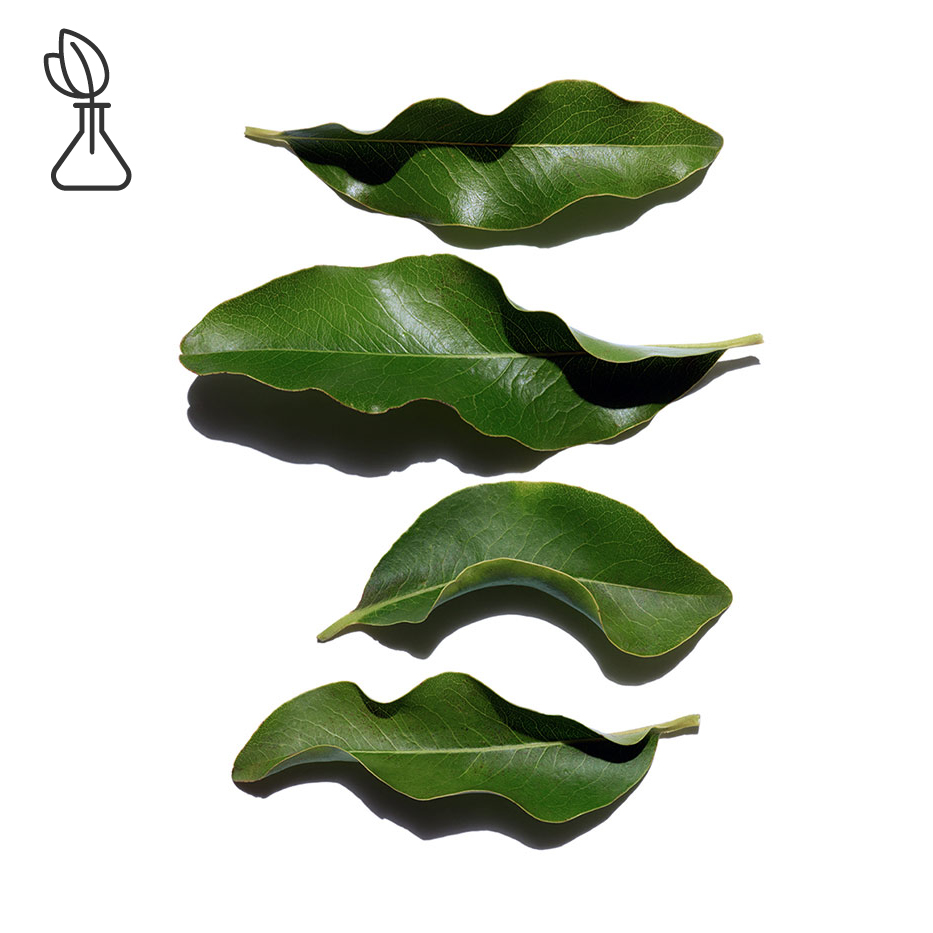Afrikanisches Ebenholz-Biologischer Afrikanischer Ebenholz-Extrakt-Diospyros mespiliformis leaf extract