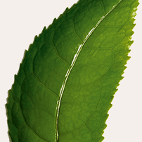 Biologischer Matcha Tee-Extrakt