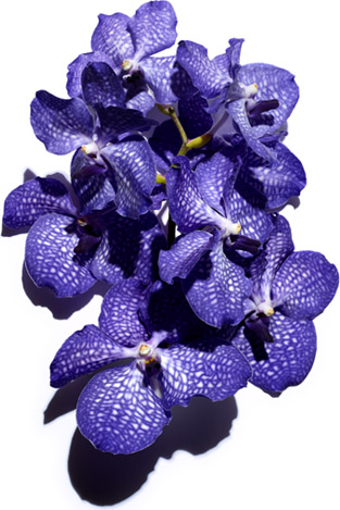 Blaue Orchidee