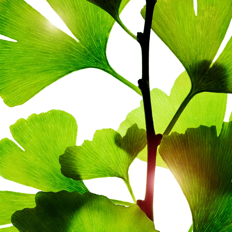 Ginkgo biloba-Ginkgo biloba-Extrakt-Ginkgo biloba leaf extract